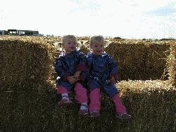 In the Pumpkin Patch